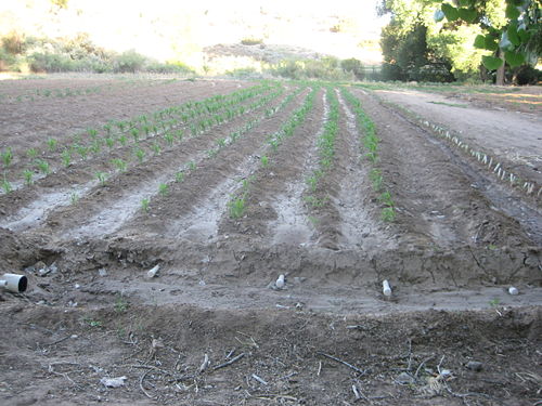 acequia